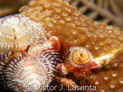 together as one! Christmas tree and cleaning goby at no n... by Victor J. Lasanta 